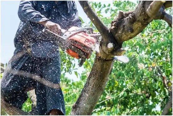 tree services Ranchettes